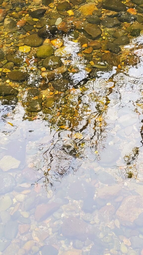 Rocks and reflected trees in Napa River